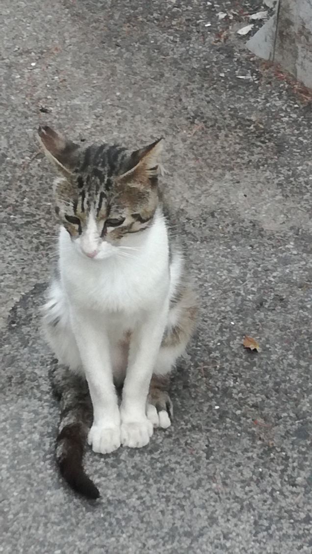 Classico gatto randagio5