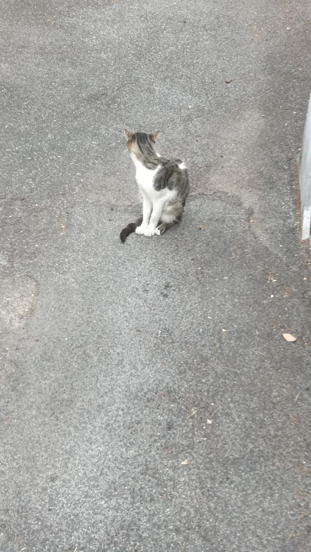 Classico gatto randagio6