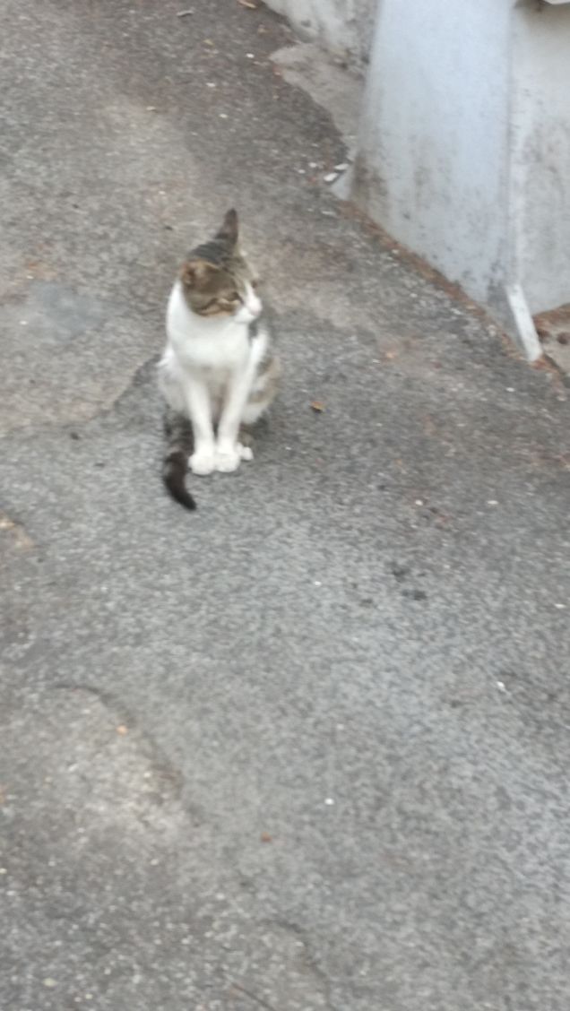 Classico gatto randagio8