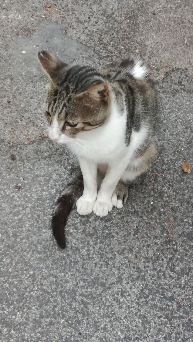 Classico gatto randagio10