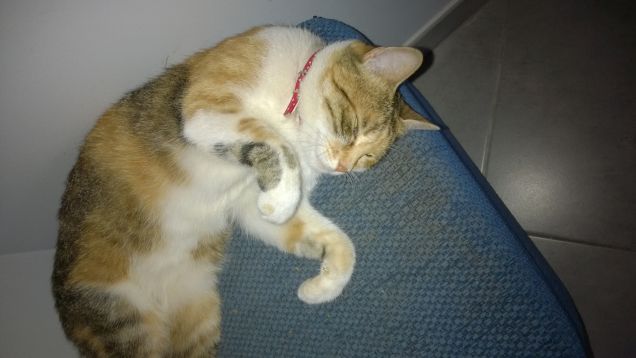 Si riposa per poi uscire a cacciare ogni sorta di animaletto.