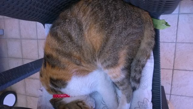 Il riposo della guerriera