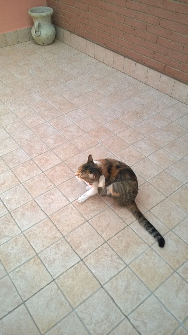 Lei si chiama Irina ma io affettuosamente la chiamo Bri