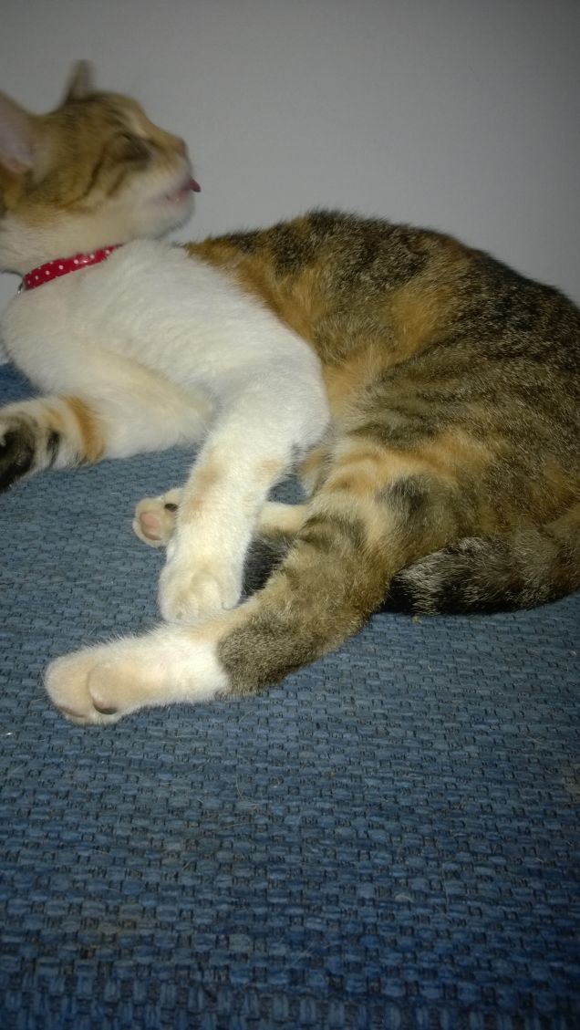 Piccola tigre in miniatura