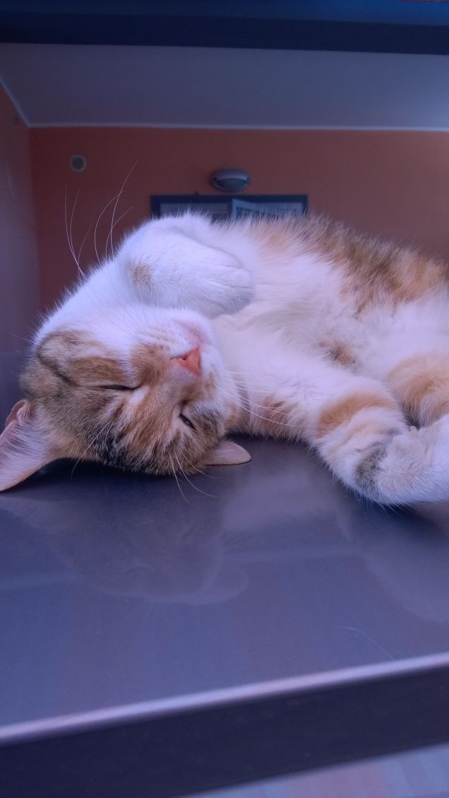 Irina spalmata sulla capote della mia macchina.