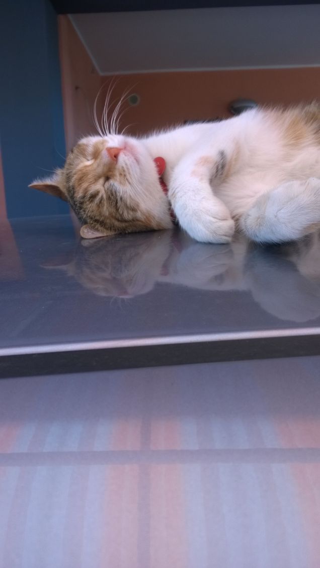 Irina è una gatta davvero fantastica.