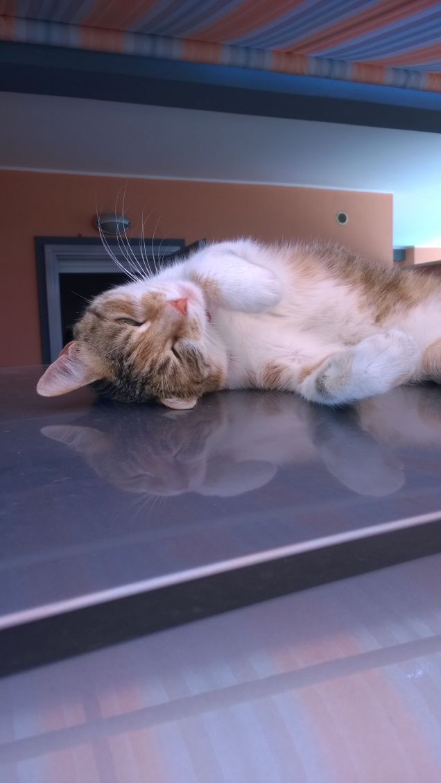 Ogni vita dovrebbe avere sette gatti. 