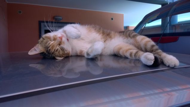 Amo i gatti perché amo la mia casa.