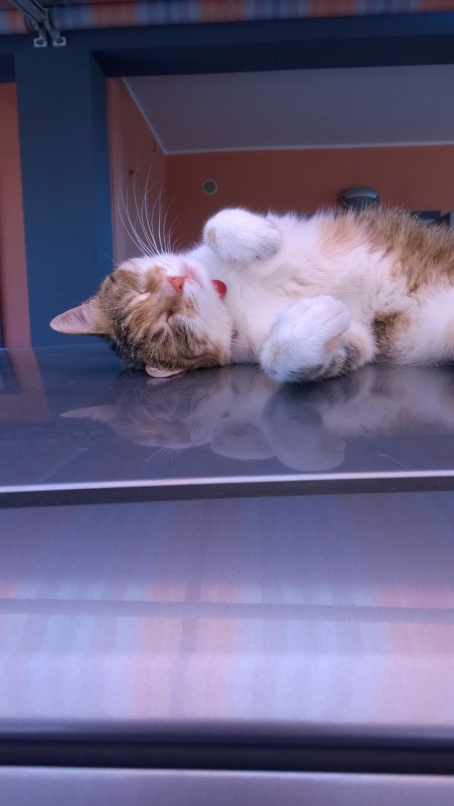 Amare un gatto significa apprezzare la natura.