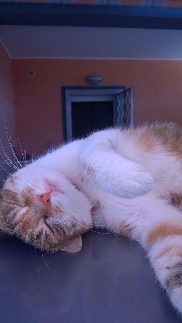 Per me, uno dei piaceri della compagnia del gatto è la loro devozione alla comodità.