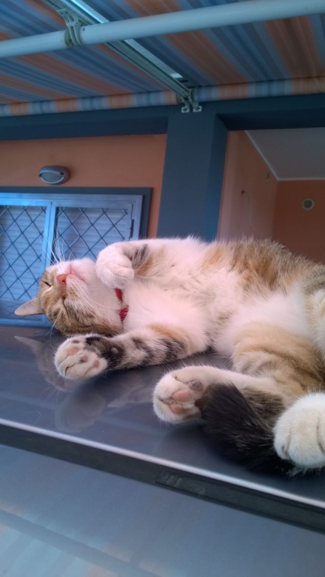 Il gatto è una creatura indipendente, che non si considera prigioniera dell’uomo e stabilisce con lui un rapporto alla pari.