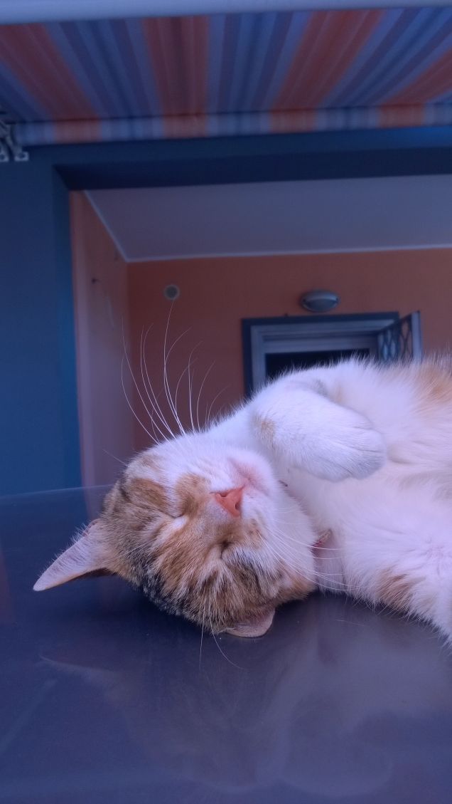 Un gatto non si compra: è lui che vi possiede.