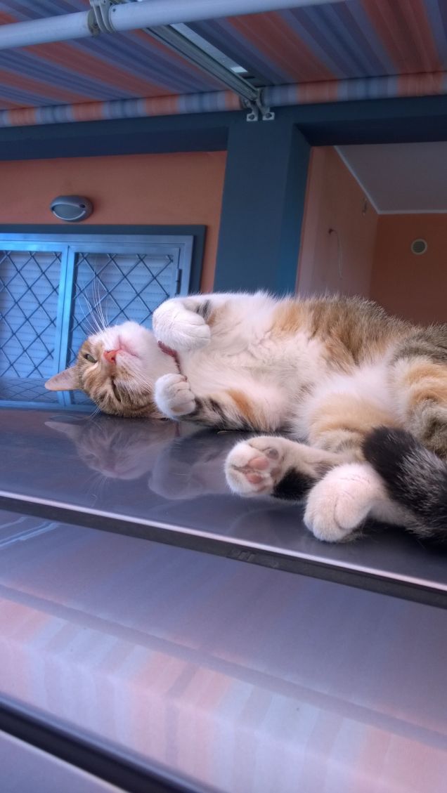 Un gatto non farebbe mai amicizia con qualcuno che non è ben disposto verso di lui. I gatti non sbagliano mai sulle persone.