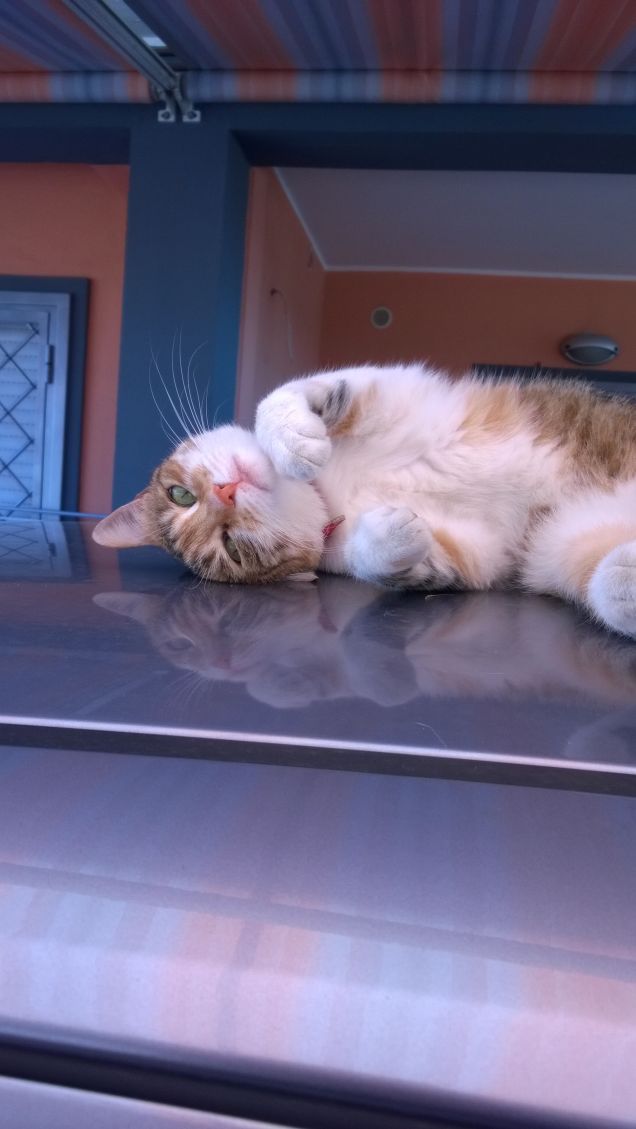 D’accordo, i gatti tiranneggiano, strumentalizzano, condizionano i loro padroni, ma in cambio offrono impagabili lezioni di saggezza.