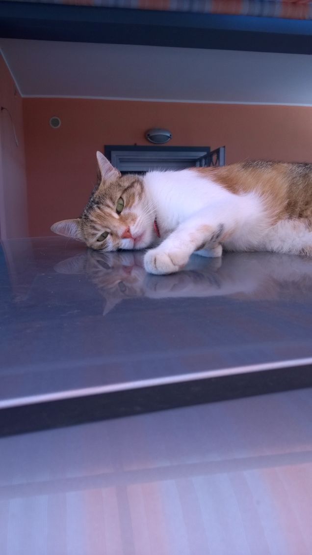 I gatti occupano gli angoli vuoti del mondo umano. Quelli comodi.