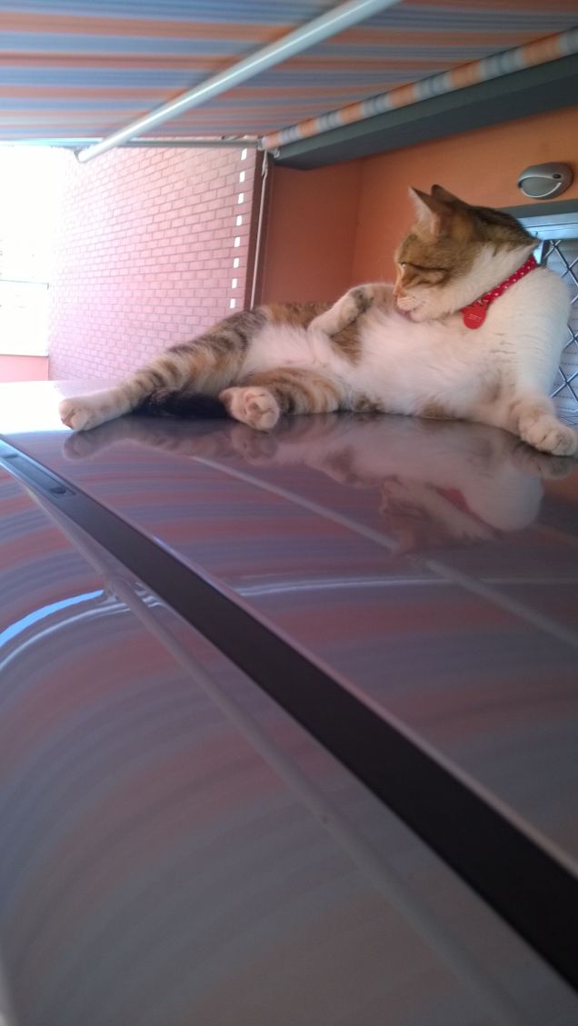 Al pari di un grazioso vaso, un gatto, quando se ne sta immobile, sembra fluttuare.  