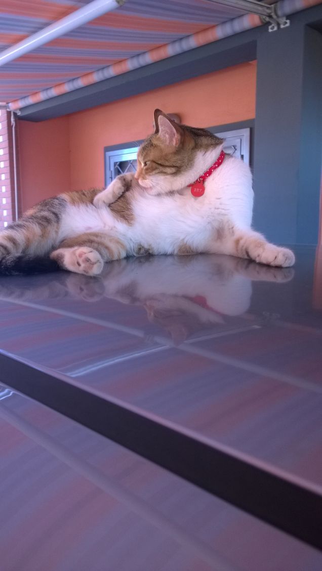 La musica e i gatti sono un ottimo rifugio dalle miserie della vita.