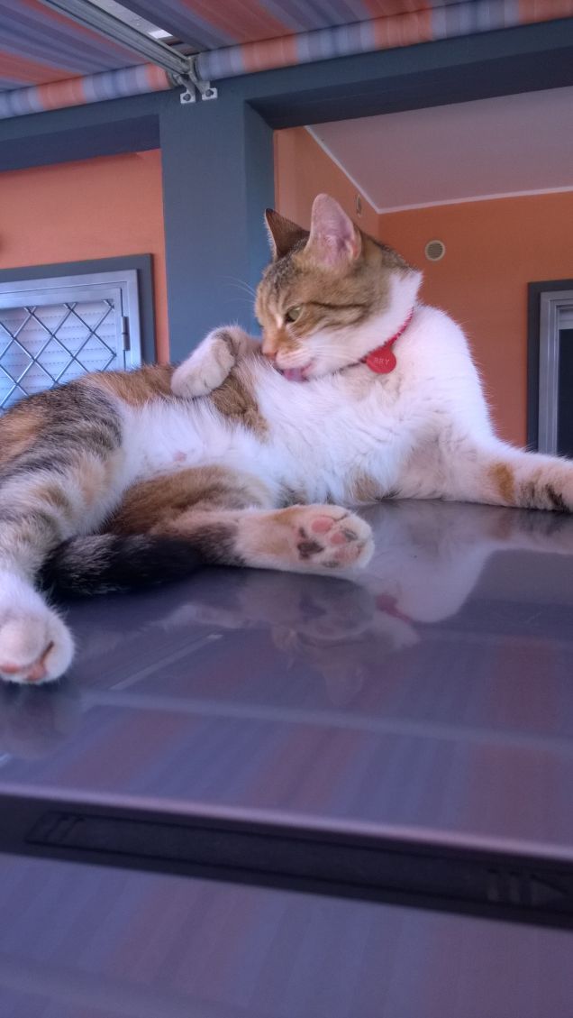 Non è facile conquistare l' amicizia di un gatto.