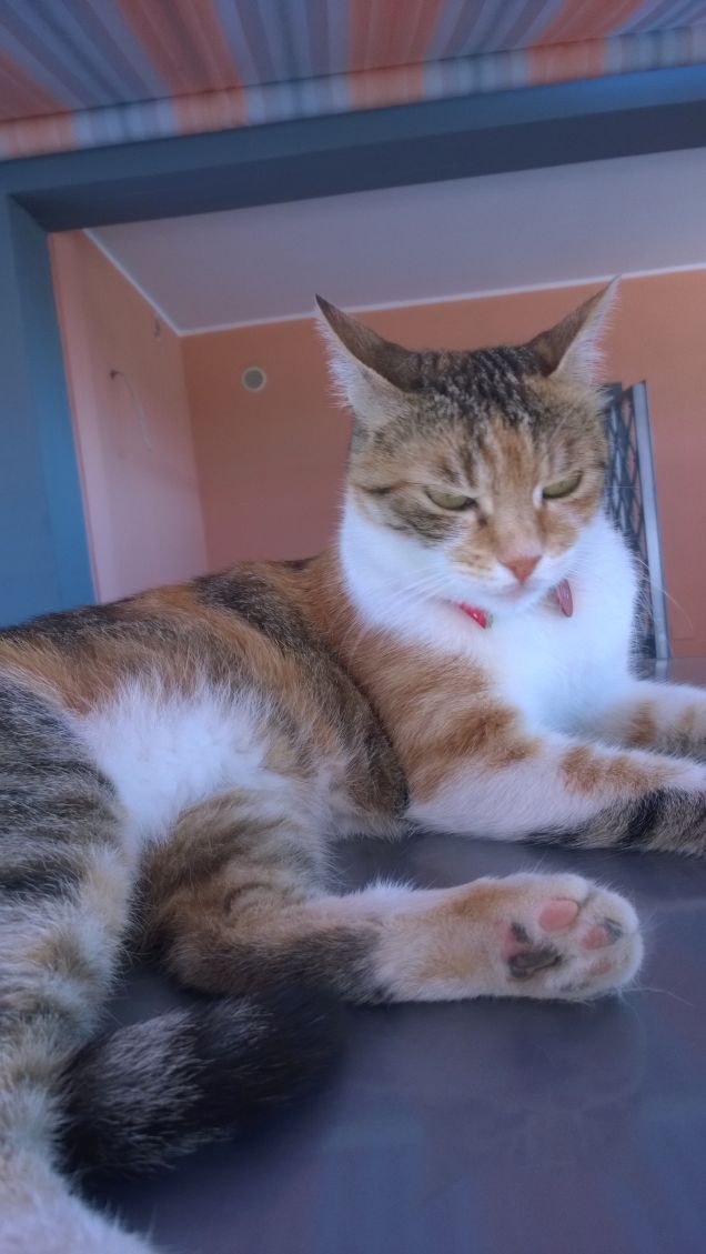 Un gatto non chiede, prende.