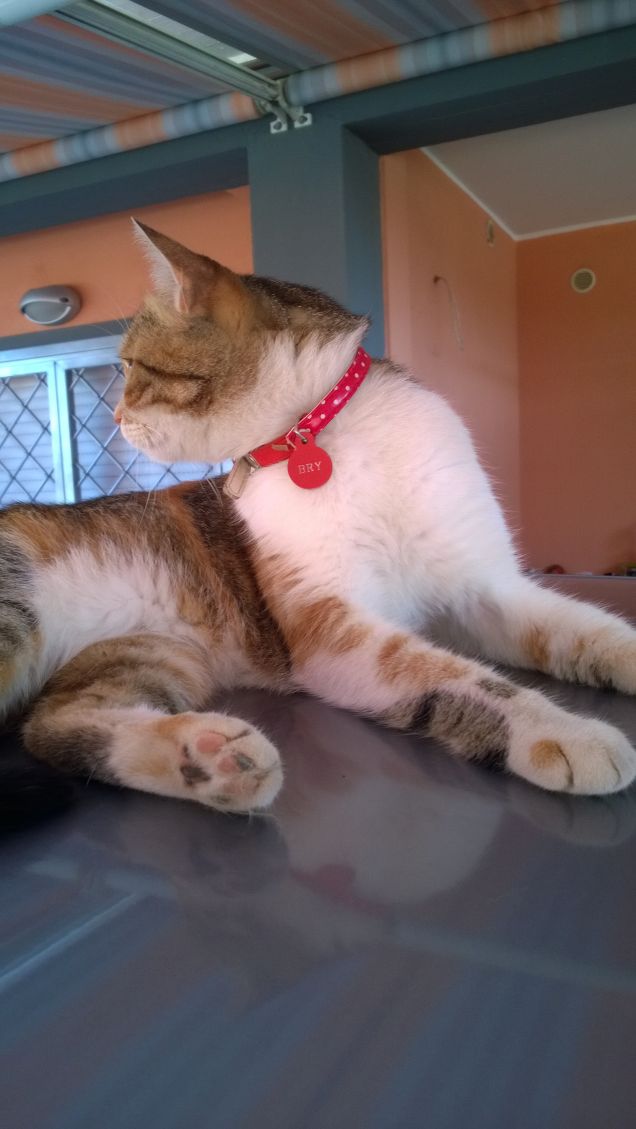 Non è possibile possedere un gatto. Nella migliore delle ipotesi si può essere con loro soci alla pari.