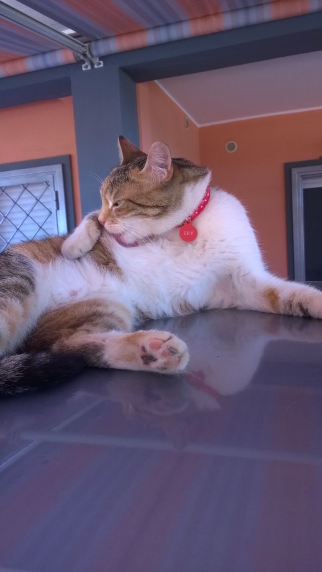 Uno scrittore senza un gatto è inconcepibile.