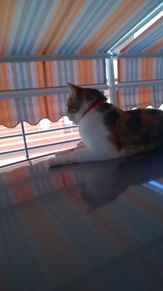 Certo è una scelta perversa, poiché sarebbe più semplice scrivere con un bufalo nella stanza piuttosto che con un gatto. 