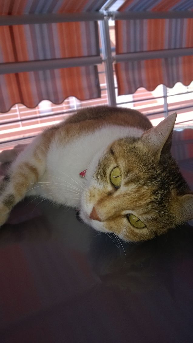 Il rapporto con un gatto prevede una dedizione totale. Non può essere limitato a riempirgli la ciotola di cibo e a pulire la lettiera.