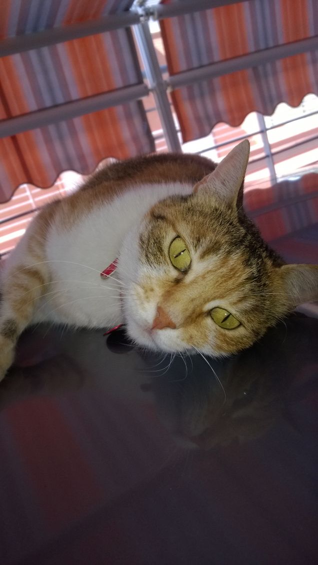 Se fosse possibile incrociare l' uomo con il gatto, la cosa migliorerebbe l' uomo, ma di certo peggiorerebbe il gatto.