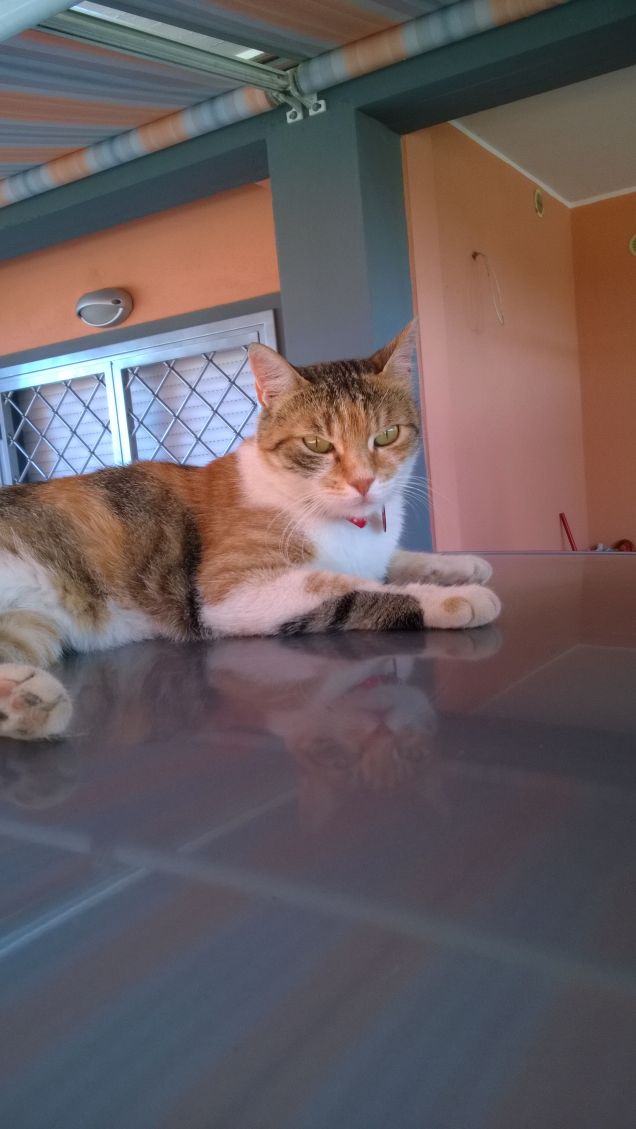 I cani ci insegnano ad amare; i gatti ci insegnano a vivere. 