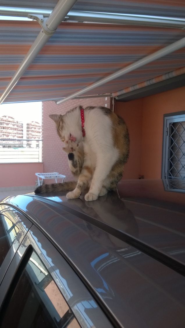 Se non volete che il gatto vi cammini addosso mentre dormite, bè , decidete di dormire in piedi!