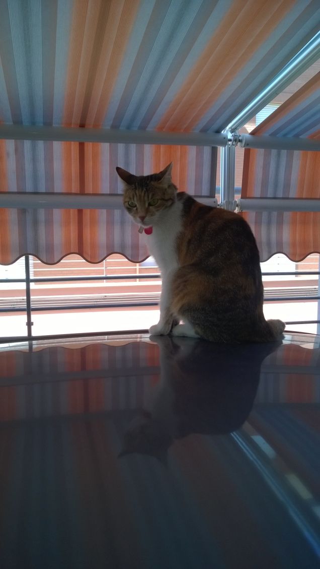 Il gatto più brutto che io abbia mai visto era semplicemente meraviglioso.