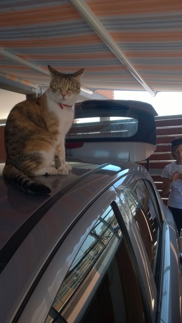 I gatti sono infinitamente più amichevoli dei cani. Avete mai visto un cartello Attenti al gatto?