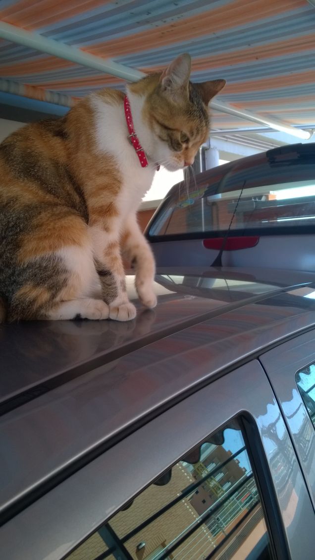 Quando i verdi occhi di un gatto scrutano dentro di voi potete essere certi che qualunque cosa intendano dirvi è la verità.