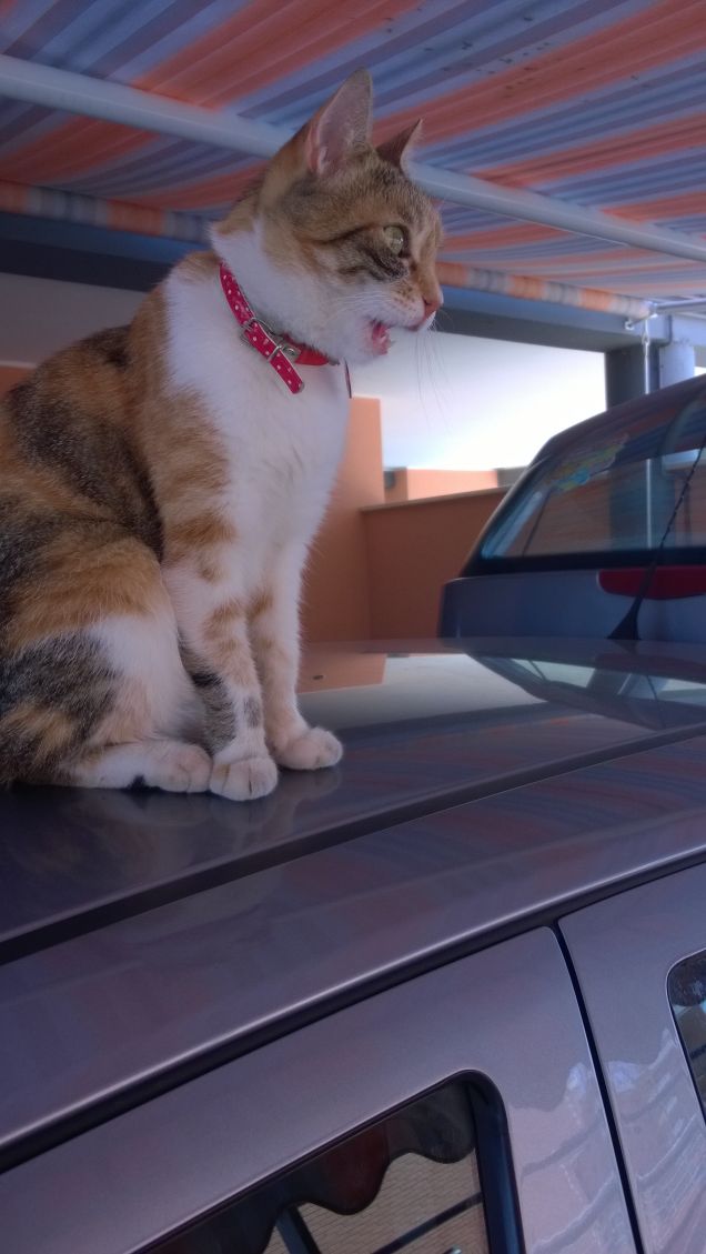 L' amore per i gatti è parte dell' amore universale per tutte le creature e ci incita a un profondo rispetto per la natura. 