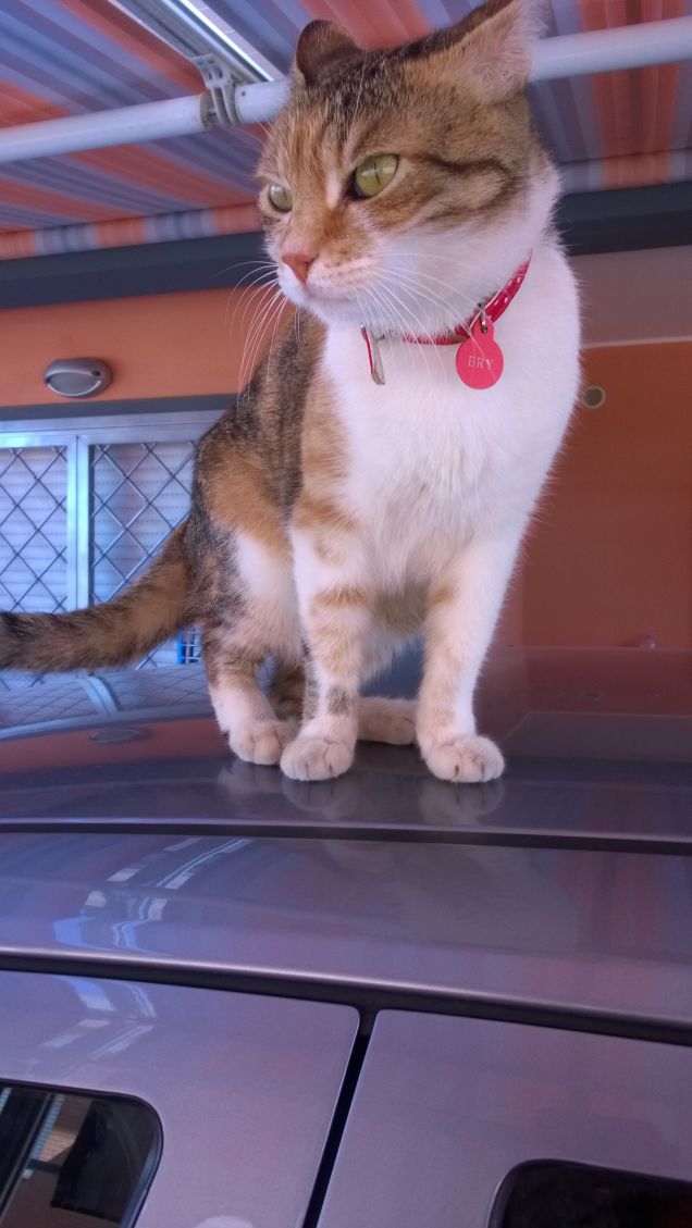 Sognare un gatto bianco porta fortuna. CREDENZA POPOLARE AMERICANA