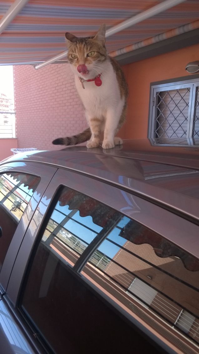 Nella casa dove vive un gatto nero non mancherà mai l'amore.