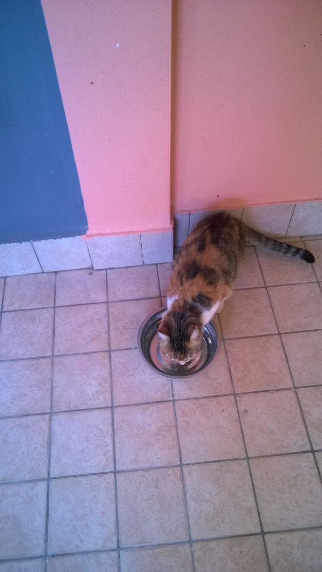 Agli occhi dei gatti tutto appartiene ai gatti.