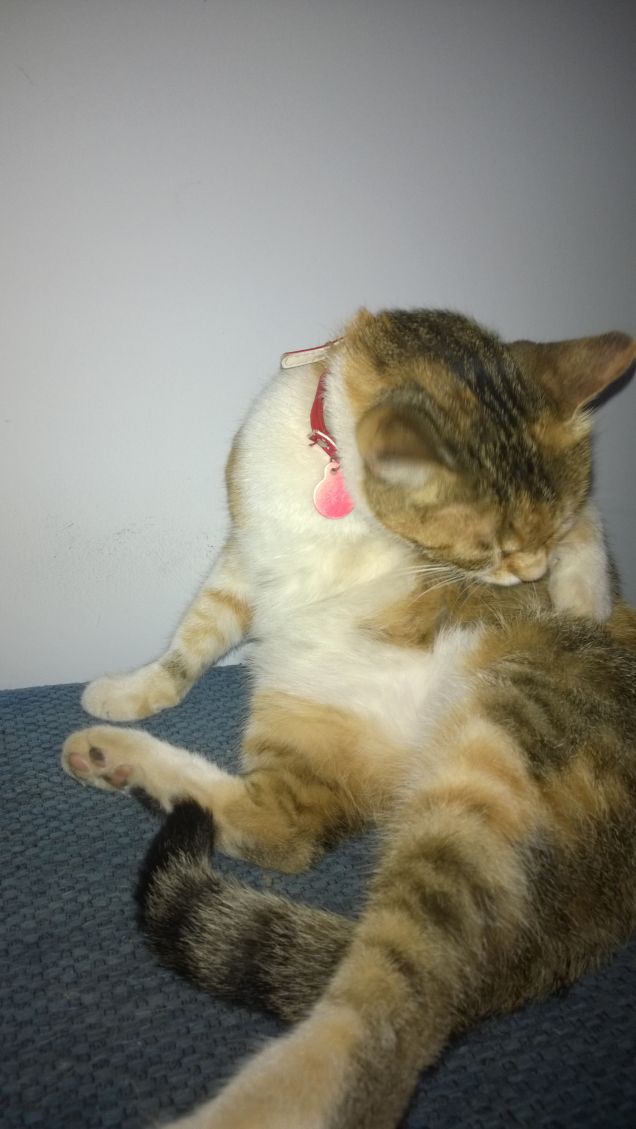 I gatti vedono anche attraverso le palpebre abbassate.