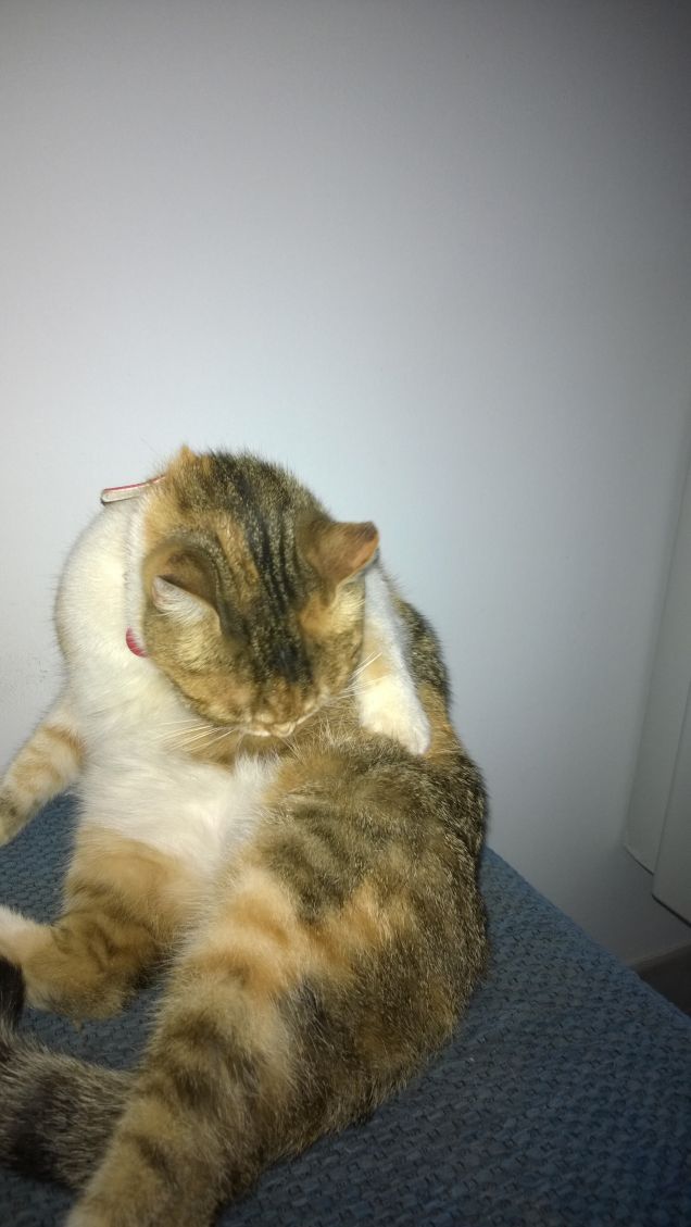 L'ira ardente del gatto spaventa anche l'acqua fredda. 