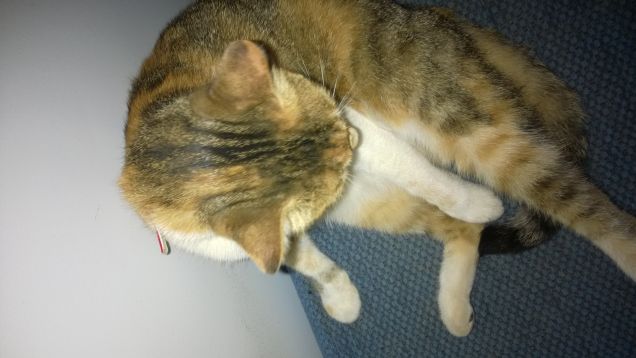 Per vivere a lungo, mangiate come i gatti e bevete come i cani.