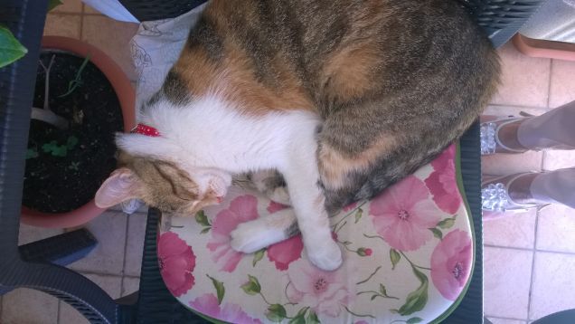 Un gatto vecchio non impara più a ballare.