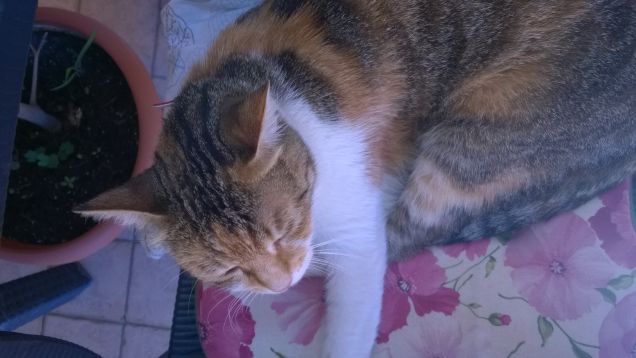 Se un gatto viene morso da un serpente, poi diffiderà anche di una corda.