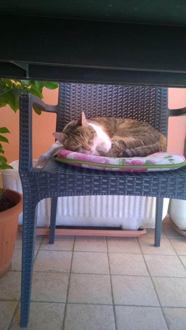 Un gatto per un topo è come un leone.