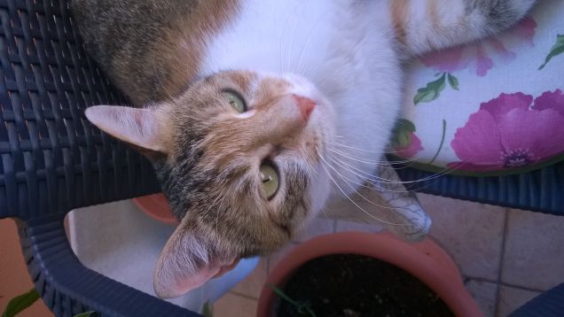 Padrone felice, gatto felice. Padrone indifferente, gatto scontento.