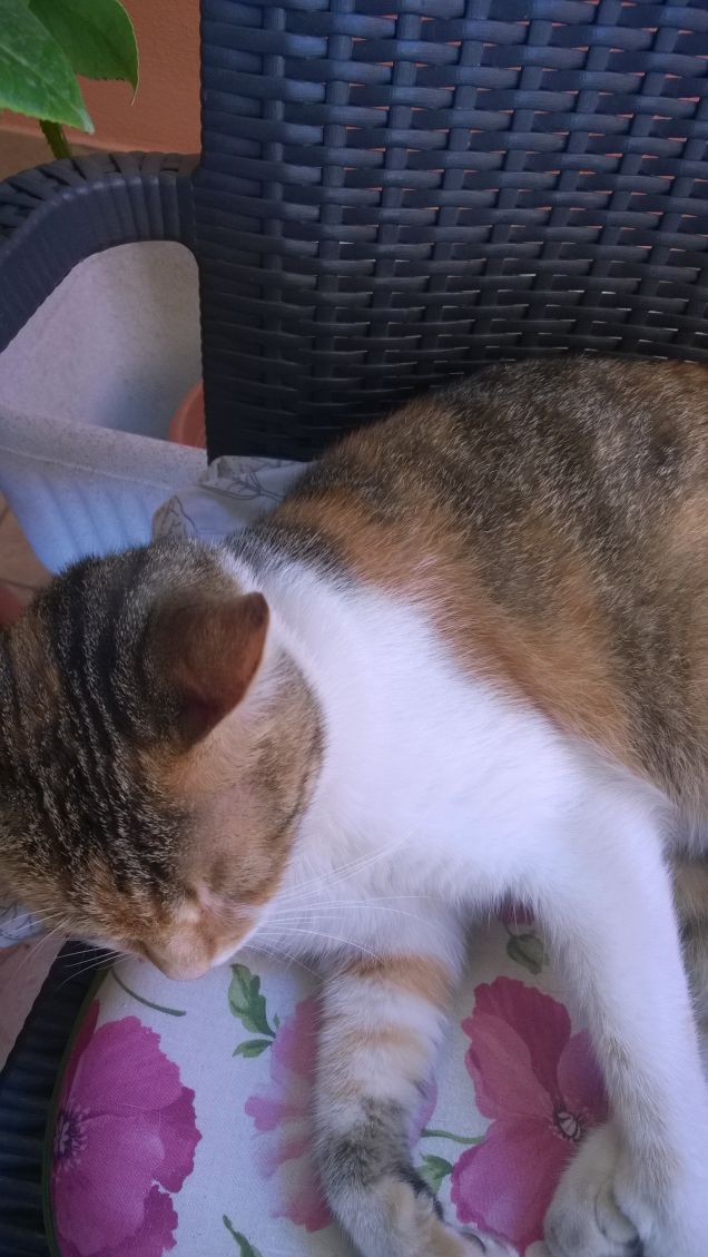 Se il gatto e il topo trovano un accordo, il droghiere è rovinato.