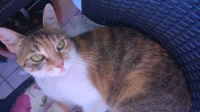 Irina è un gatto molto indipendente.