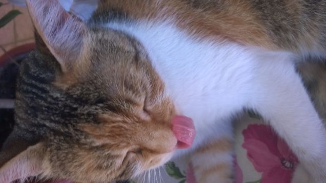 Sono felice del mio gatto.