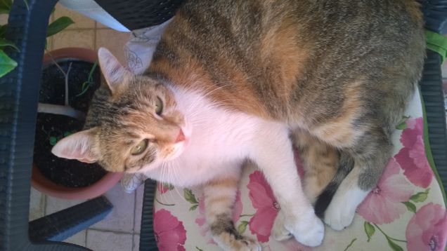 Avere degli animali è un enorme ricchezza.