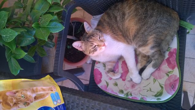 I gatti sono animali verso cui ho il massimo rispetto, naturalmente insieme ai cani.