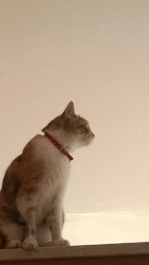 Assorta nei suoi pensieri.